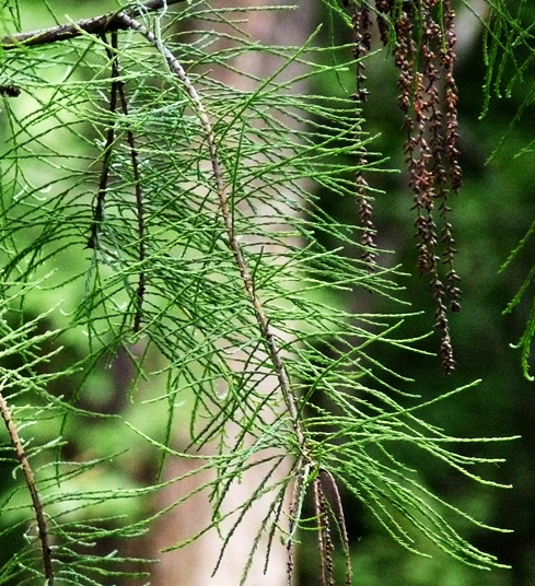 {Taxodium ascendens}